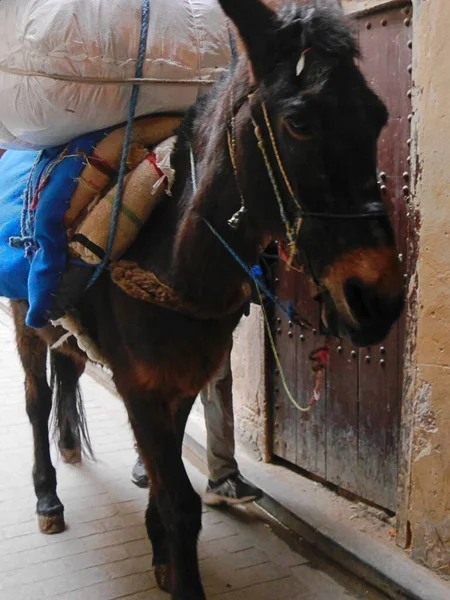 Nahaufnahme Eines Müden Esels Mit Schwerer Last Souk Fez Marokko — Stockfoto