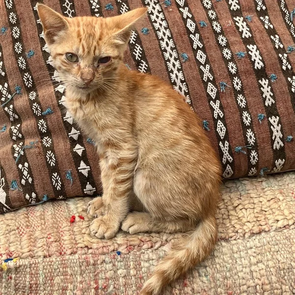 小猫坐在摩洛哥的垫子前 Essaouira 摩洛哥 高质量的照片 — 图库照片