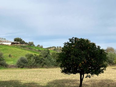 Portakal ağacı ve yuvarlanan tepelerle Fas kırsalının manzarası. Yüksek kalite fotoğraf