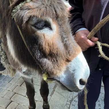 Ustası Fas 'tan Fez ile birlikte çalışan üzgün eşeğin yüzünü kapatın. Yüksek kalite fotoğraf