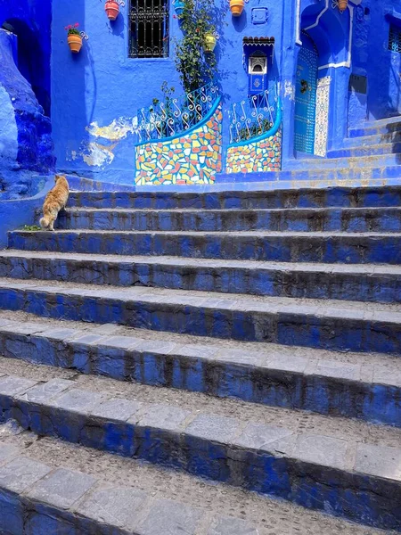 Ginger cat climbing steps in Chefchaouen, the blue city of Morocco. High quality photo