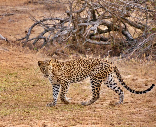 Close Adult Leopard Walking Yala National Park Sri Lanka High — Stock Photo, Image