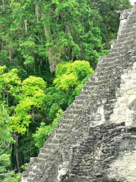 危地马拉提卡尔 茂密丛林中的大广场 第一圣殿台阶 高质量的照片 — 图库照片