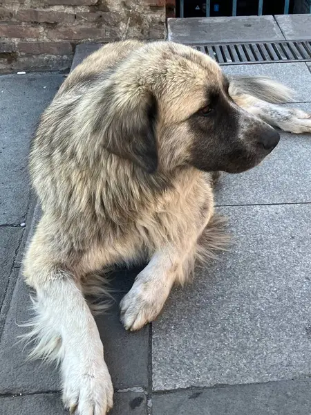 Близько Одного Численних Лагідних Бездомних Собак Тбілісі Джорджія Високоякісна Фотографія — стокове фото