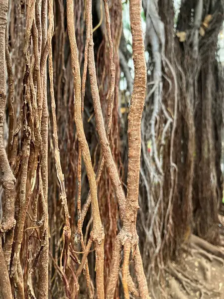 Close up of aerial roots in central square, Santa Cruz, Tenerife, Spain. High quality photo