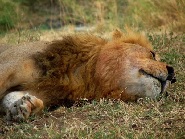 Perto Leão Africano Dormir Savannah Tanzânia África Foto Alta Qualidade — Fotografia de Stock