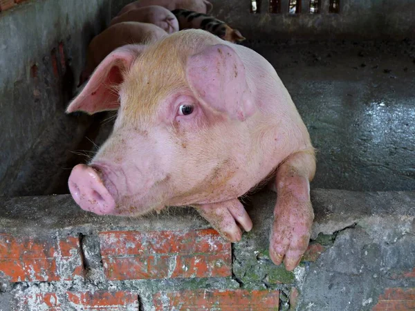 Funny close up of face of hairy, pink pig in a sty resting front legs on brick wall with head turned slightly as if smiling to camera