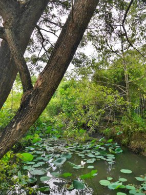 Nilüfer çiçekli gölet ve sarkan ağaçlar, Galle, Sri Lanka. Yüksek kalite fotoğraf