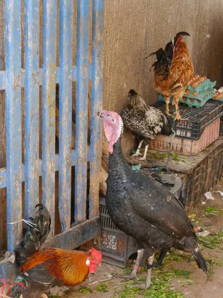 Live turkey and hens on sale in market in medina, Essaouira, Morocco. High quality photo