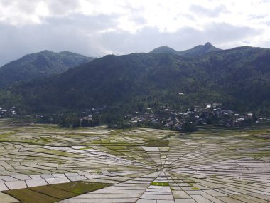 View of unique Spider's Web Rice Fields on the Indonesian island of Flores whose shape is used traditionally to divide land fairly amongst families. clipart