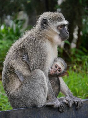 Mother and baby vervet monkeys in loving embrace, South Africa. High quality photo clipart