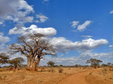 Savana ve gökyüzündeki Baobab ağacının göz kamaştırıcı manzarası, Serengeti, Tanzanya. Büyük kopya alanı. Yüksek kalite fotoğraf