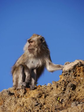 Close up of long tailed macaque monkey, Kelimutu volcano, Flores, Indonesia with background of clear blue sky for copy space High quality photo clipart