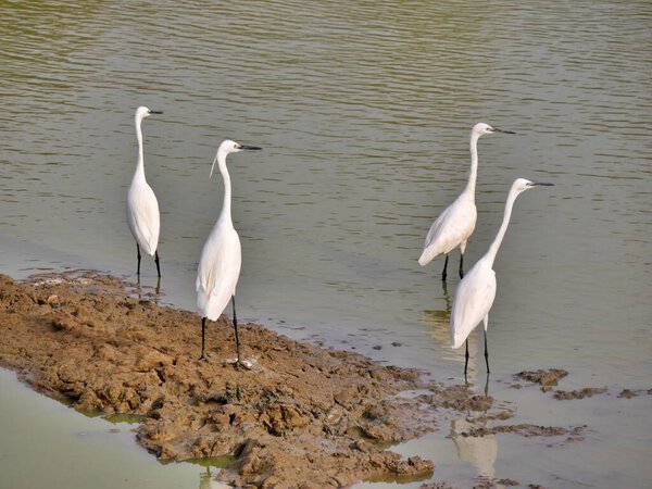 Four egrets standing together in Yala National Park, Sri Lanka. High quality photo