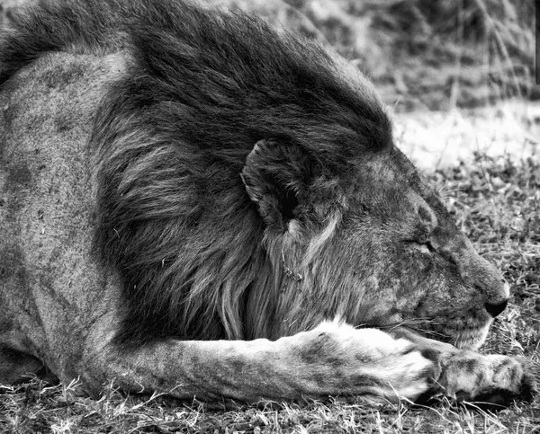 Tett Innpå Løve Som Sover Safariparken Tanzania Bilde Høy Kvalitet – stockfoto