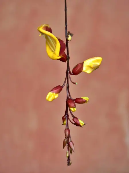 stock image Beautiful close up of Thunbergia Myensore plant, Antigua, Guatemala. High quality photo