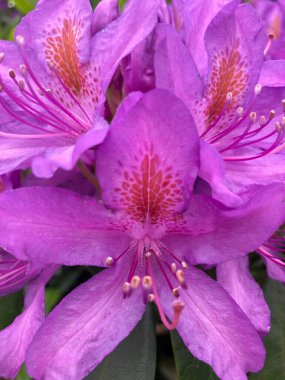 Dikey olarak İngiliz bahçesinde çiçek açan mor rhododendronlar. Yüksek kalite fotoğraf