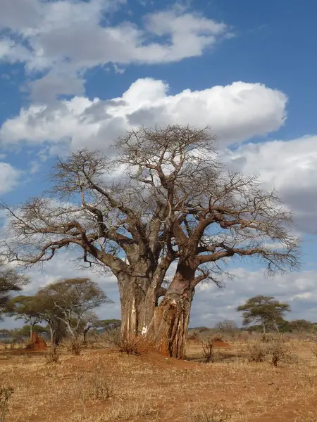 stock image Baobab Tree Under Blue Sky with amazing Clouds in Tarangire, Tanzania. High quality photo