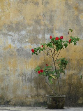 Yalnız kırmızı gül çalısı, pis sarı duvara karşı kırsal ot, Vietnam. Yüksek kalite fotoğraf