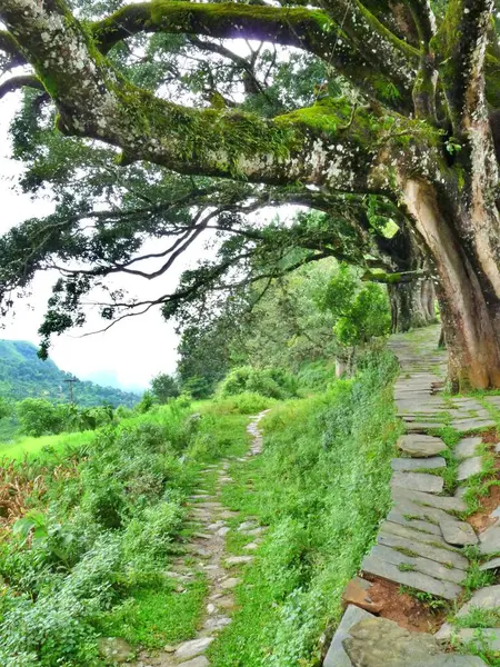 stock image Pathway under trees through lush countryside outside Bandipur, Nepal. High quality photo