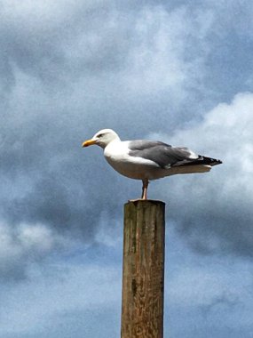 Seagull, on post, Blakeney, North Norfolk coast, East Anglia. High quality photo clipart