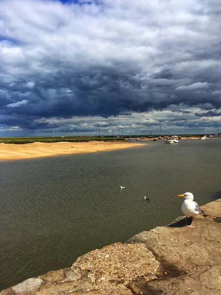 stock image Close up of seagull on wall near Blakeney beach, North Norfolk coast. Ample copy space. High quality photo