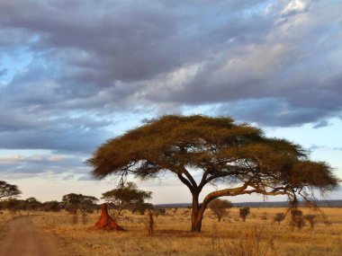 Akasya ağacının yanındaki büyük karınca tepesi ile alacakaranlıkta serengeti manzarası. Yüksek kalite fotoğraf