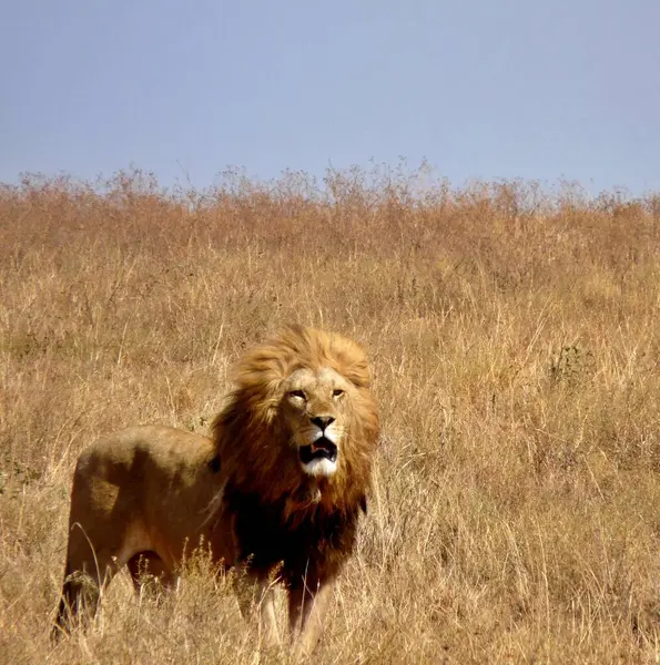 stock image Close up of imposing male lion standing alone in Serengeti, Kenya. Ample copy space. High quality photo