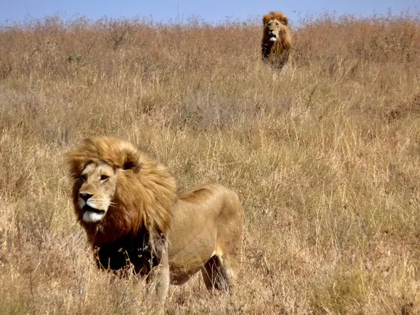 stock image Two imposing male lions one waiting behind the other, Serengeti, Kenya. Ample copy space. High quality photo