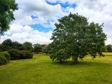 Ağaç, Blakeney, Kuzey Norfolk, Doğu Anglia 'da çarpıcı bir gökyüzü. Büyük kopya alanı. Yüksek kalite fotoğraf