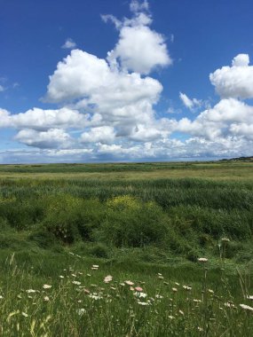 Kuzey Norfolk kırsalının güzel manzarası, papatyalar ve büyük gökyüzü. Büyük kopya alanı. Yüksek kalite fotoğraf