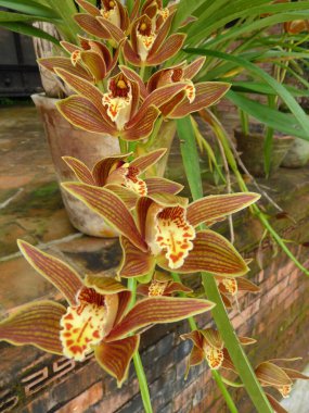 Güzel orkidelere yakın, Nagarkot, Nepal. Yüksek kalite fotoğraf