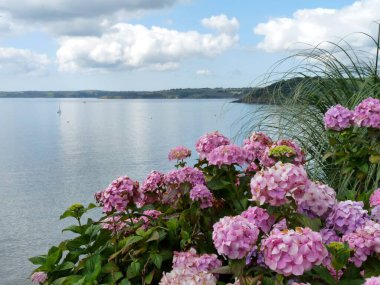 Pembe ortancaları ve sakin denizi kapatın, Falmouth Bay, Cornwall, UK, fotokopi alanı yüksek kaliteli fotoğraf