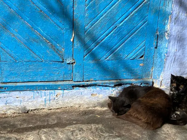 stock image Blue door with two cats sleeping, the blue city, Chefchauoen, Morocco. High quality photo