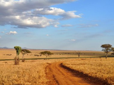 Kenya 'daki Serengeti Milli Parkı' ndan geçen kırmızı yol. Yüksek kalite fotoğraf