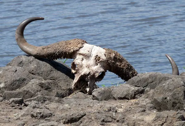 Stock image Buffalo Skull with huge horns lying by the water,Game Reserve,Tanzania. High quality photo