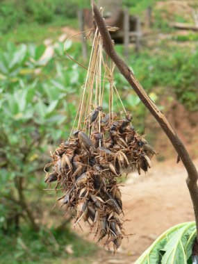 Yol kenarında, Kuzey Laos 'ta satılık böcekler var. Yüksek kalite fotoğraf