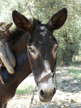 Yunan adasındaki zeytin ağaçlarının yakınlarındaki kırsal kesimde çalışan yumuşak kahverengi eşeğin yüzünü kapatın. Yüksek kalite fotoğraf