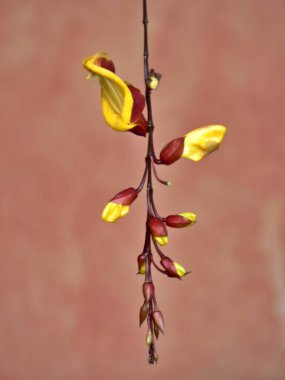 Thunbergia Myensore bitkisinin güzel yakın çekimi, Antigua, Guatemala. Yüksek kalite fotoğraf