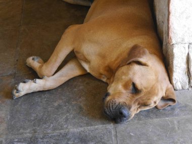 Sarı Labrador Retriever 'ın yüzünü kapatın. Gri fayanslı zeminde huzur içinde uyuyun. Yüksek kalite fotoğraf