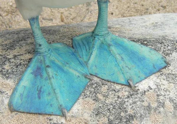 stock image Close up of humorous blue feet of Blue Footed Boobie or Sula nebouxii. High quality photo