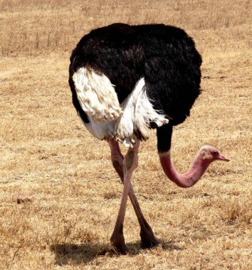 Tarangire Ulusal Parkı 'nda çapraz bacaklı devekuşu. Tanzanya, Afrika. Yüksek kalite fotoğraf