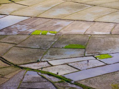 Endonezya 'nın Flores adasındaki eşsiz Örümcekler Ağ Pirinç Tarlaları' nın görüntüsü geleneksel olarak toprakları aileler arasında adil bir şekilde bölmek için kullanılır..