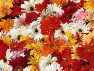 Renkli çiçekler, kırmızı, beyaz, turuncu ve sarı. Yüksek kalite fotoğraf