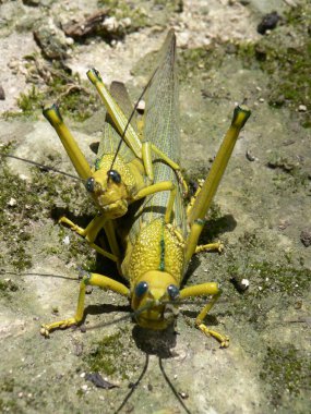 Çekirgelerin çiftleşmesine yakın, Lamanai, Belize, Orta Amerika. Yüksek kalite fotoğraf