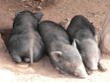 Hmong köyünde uyuyan üç şirin domuzcuk, Luang Namtha, Kuzey Laos