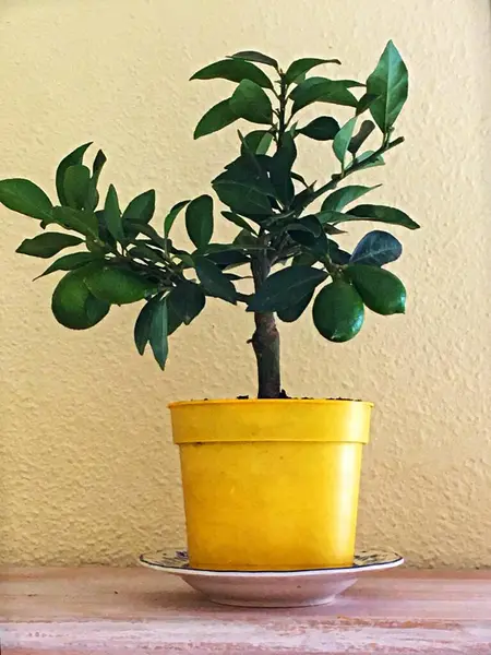 Sarı tencerede, soluk limon arkaplanlı mini limon ağacını kapat. Yüksek kalite fotoğraf