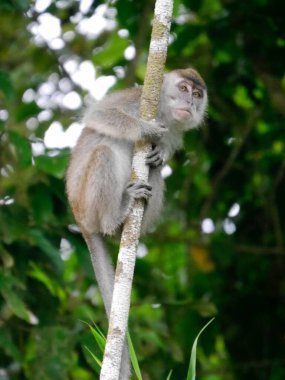 Ağaçtaki uzun kuyruklu makağı kapat ve kameraya bak, Borneo. Yüksek kalite fotoğraf
