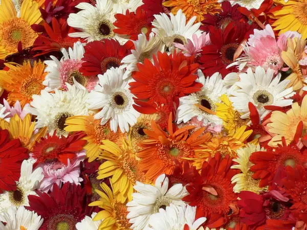 Renkli çiçekler, kırmızı, beyaz, turuncu ve sarı. Yüksek kalite fotoğraf