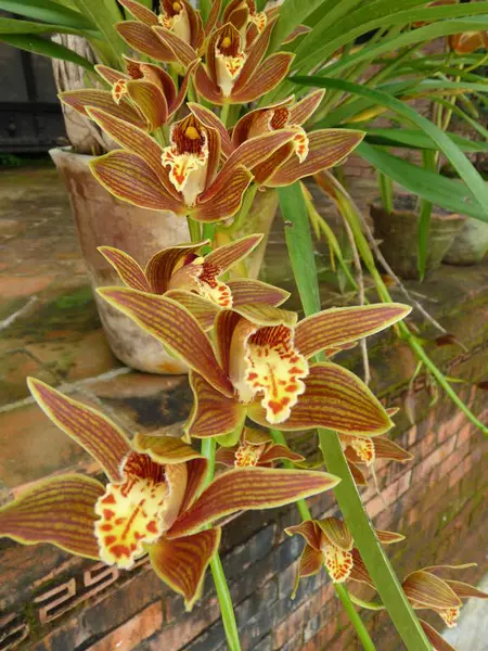 Güzel orkidelere yakın, Nagarkot, Nepal. Yüksek kalite fotoğraf